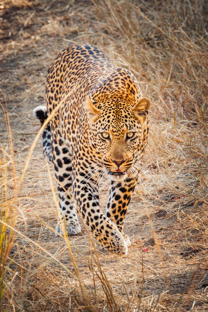 African Encounters 01