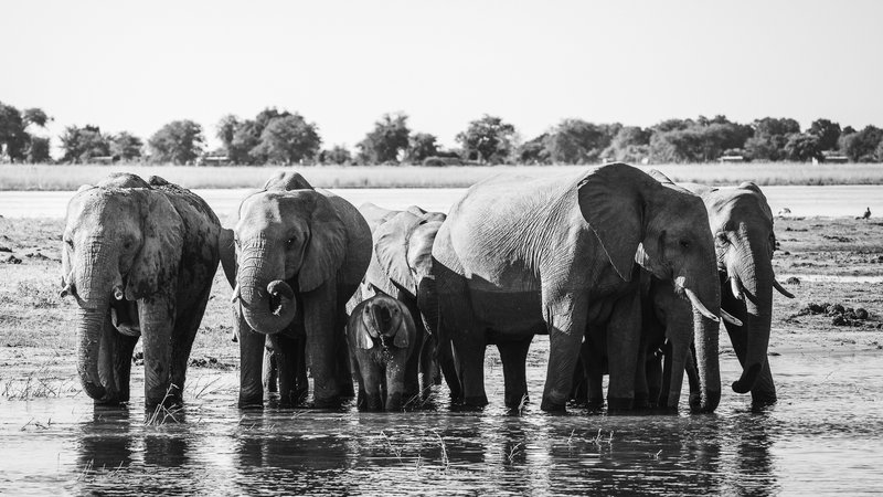 African Encounters 02