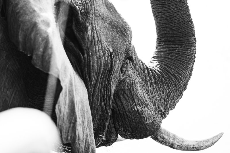 African Encounters 03