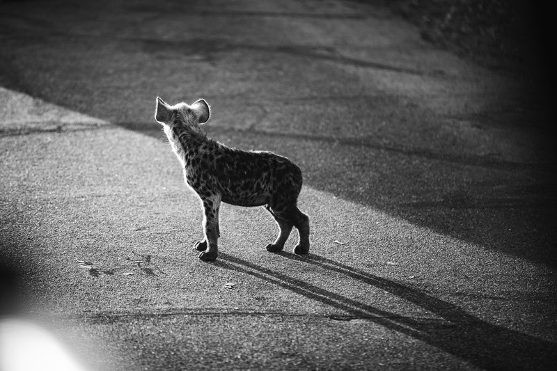 African Encounters 05
