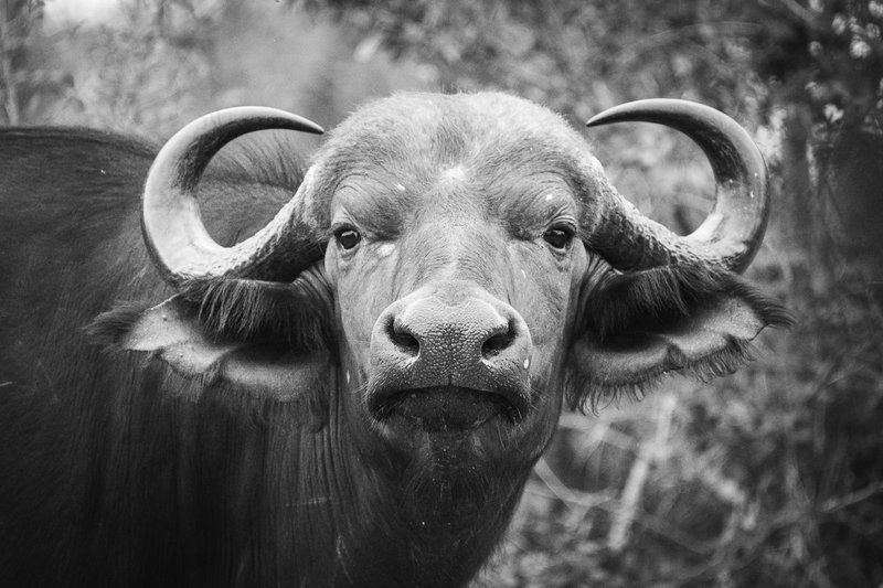 African Encounters 06