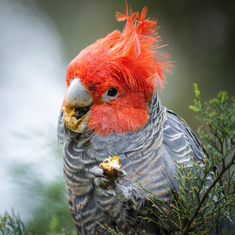 Charismatic aussie birds 01