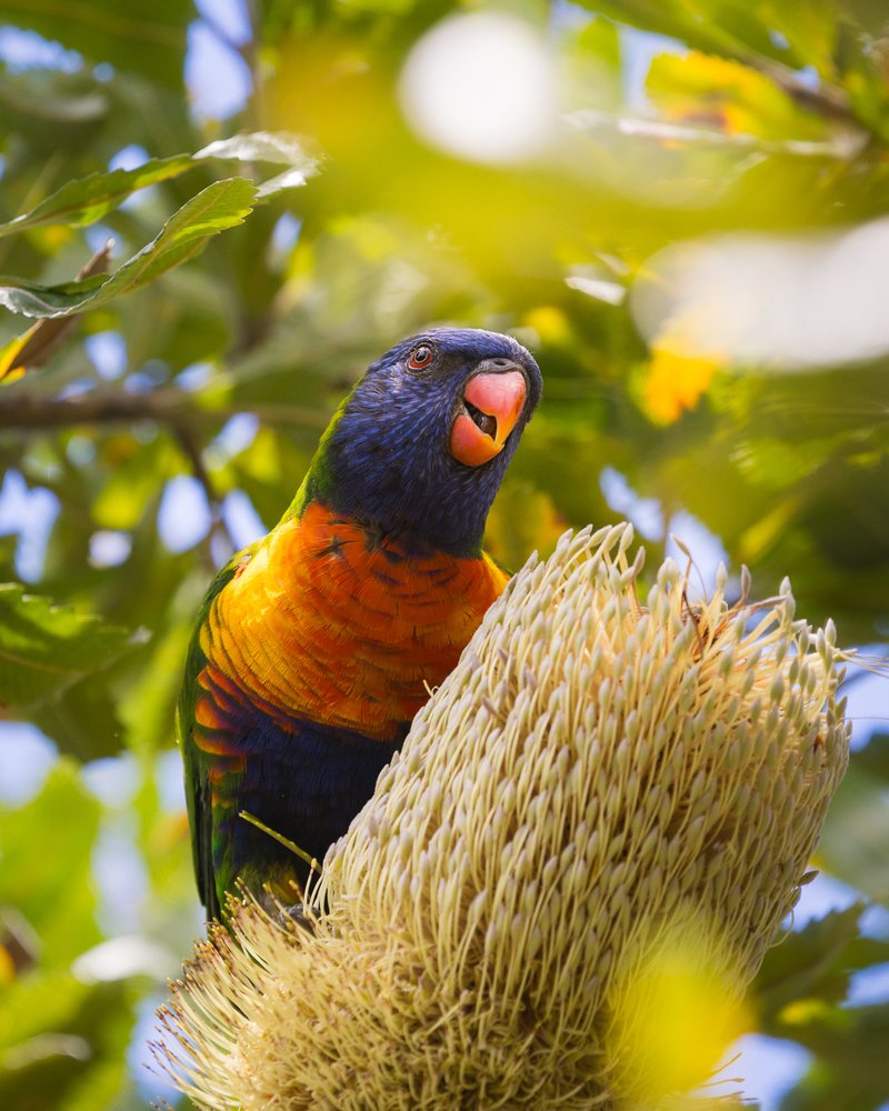 Charismatic aussie birds 02