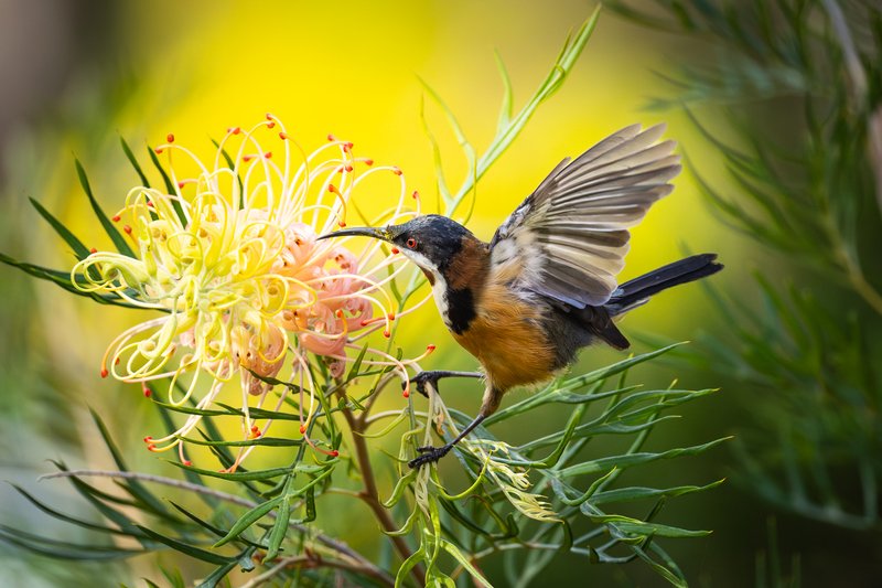 Charismatic aussie birds 03
