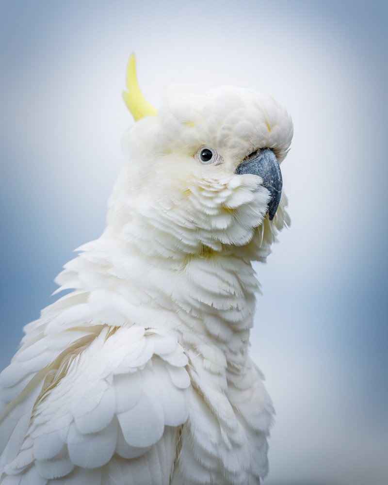 Charismatic aussie birds 04