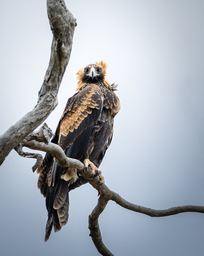 Charismatic aussie birds 05