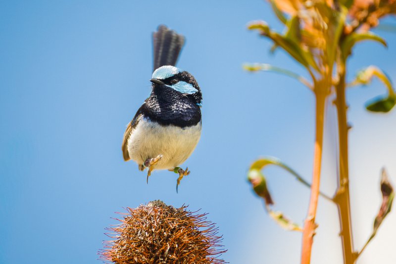 Charismatic aussie birds 06