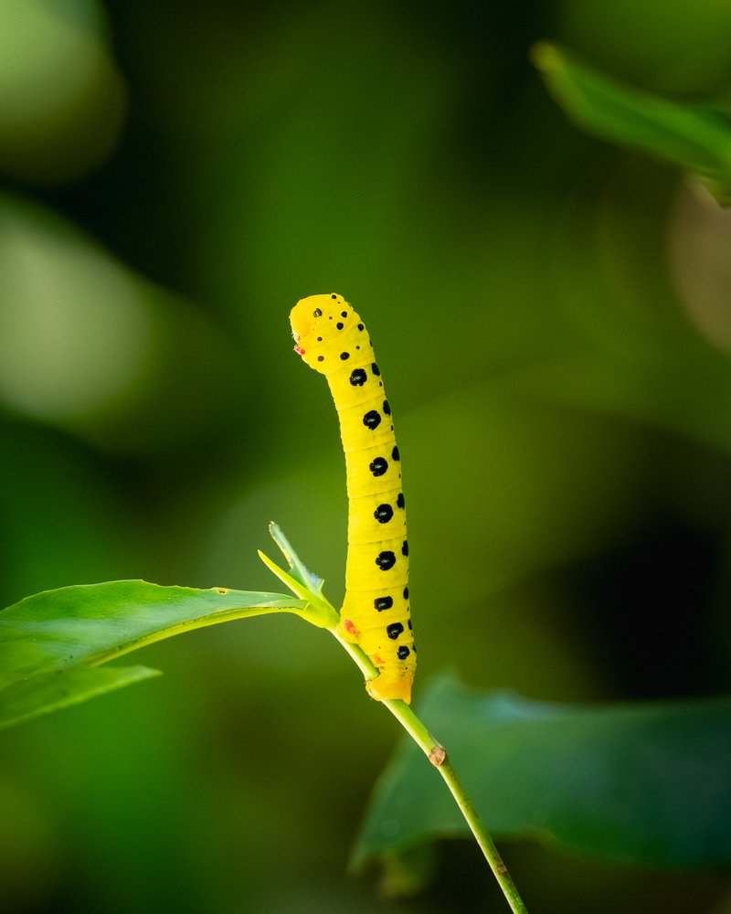 Daintree Encounters 01