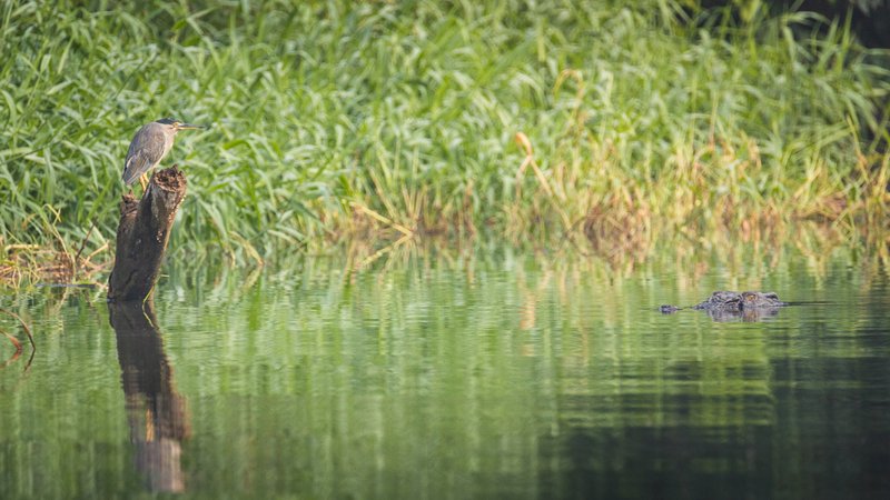 Daintree Encounters 02