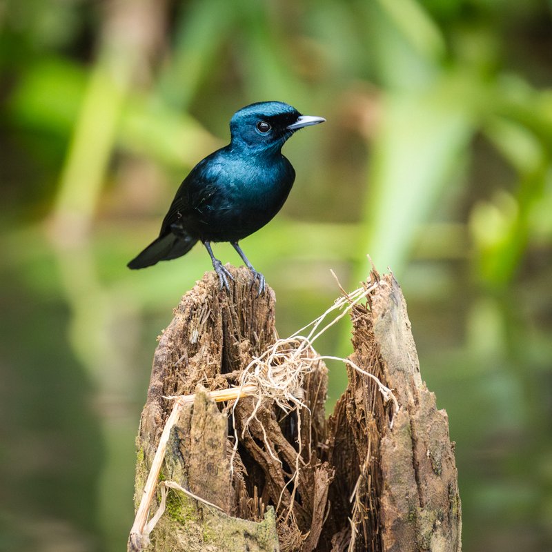 Daintree Encounters 03